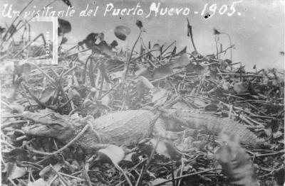Yacaré atrapado en la zona del Puerto Nuevo durante la creciente del año 1905
