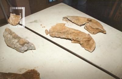 Museo de Ciencias Naturales //Padre Antonio Scasso//. Hallazgo de restos fósiles. Mandíbulas