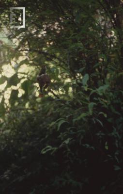 Nido de colibrí en jardín del Museo