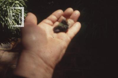 Pichón de colibrí en la mano de G. S. Chervo