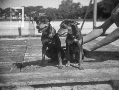 Perros en instalaciones de las ex Aguas Corrientes
