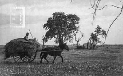 Campesino en carro a caballo