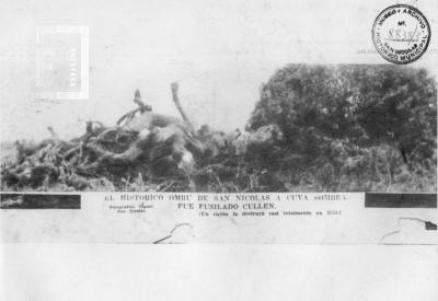Ombú de Cullen. Un ciclón lo destruyó casi totalmente en 1933 (reproducción de impreso)